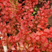 Барбарис тунберга Coral,  3,5 річний