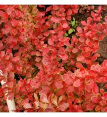 Барбарис тунберга Coral,  3,5 річний