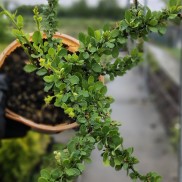 Барбарис Green Carpet, 3,5 роки