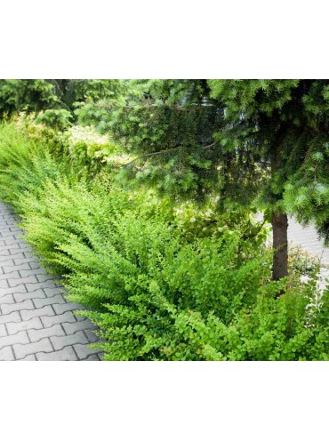 Саджанці барбарису Green Carpet