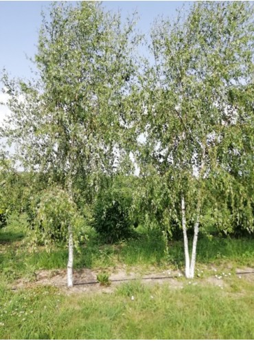 береза повисла Делакарліка