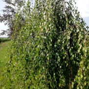 Береза плакуча Юнгі,  4,-5річна
