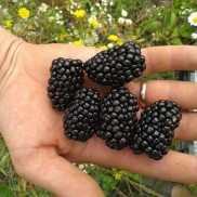 ожина Уошито в горщиках