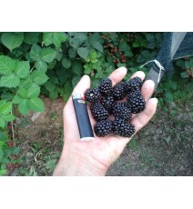 ожина Потрійна корона, в горщиках