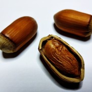 фундук Акорн, однорічний вкс