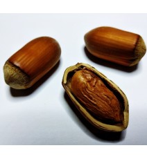 фундук Акорн, однорічний вкс