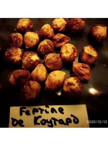 фундук Фертіл де Кутард, дворічний  вкс