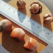 фундук Ноккіоне,  дворічні вкс