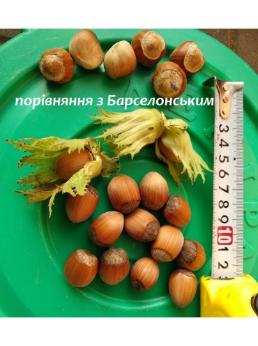 фундук Панський