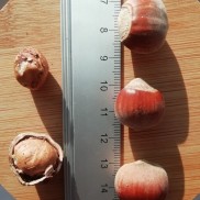 фундук Т. дж. Романа, дворічка вкс 