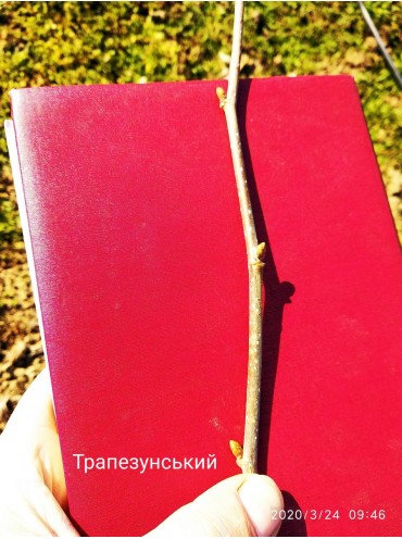 фундук Трапезунський, дворічний  в горщиках