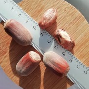 фундук Вебба Цінний, однорічка вкс