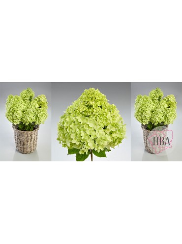 Гортензія волотиста Пандора (Pandora) – саджанці Hydrangea paniculata Pandora