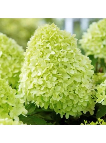 Гортензія волотиста Пандора (Pandora) – саджанці Hydrangea paniculata Pandora