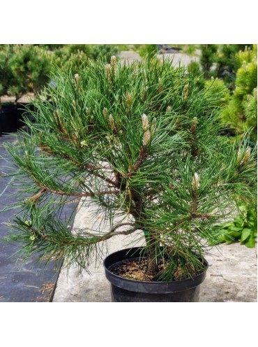 Сосна гірська Мугус (Pinus mugo Mughus), 5-річна