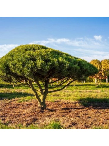 Сосна гірська Мугус (Pinus mugo Mughus), 5-річна