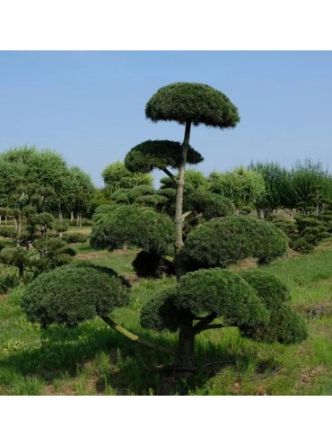 Сосна гірська Мугус (Pinus mugo Mughus), 5-річна