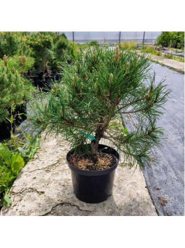 Сосна гірська Мугус (Pinus mugo Mughus), 5-річна