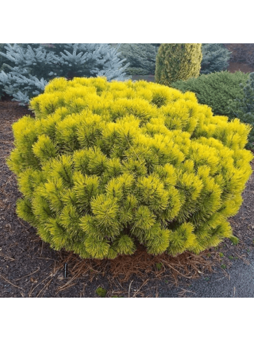 Сосна гірська Голден Глоу (Golden Glow) щеплена – Pinus mugo Golden Glow