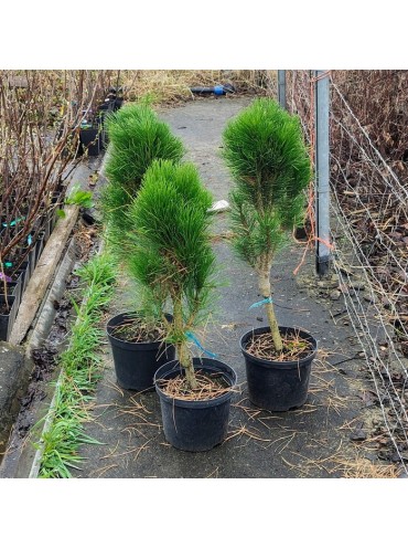 Сосна чорна Грін Тауер (Green Tower) – Pinus nigra Green Tower