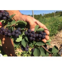 ірга Слейт, дворічна