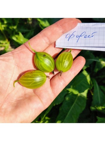 Агрус Орфей, зелений