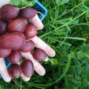 агрус Тіксія, в горщиках