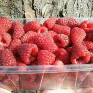 Малина Радзійова, рання вкс