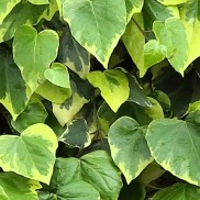 Плющ Sulphur Heart, дворічний
