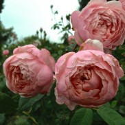 троянда Alnwick Rose