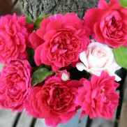 троянда Sophy’s Rose