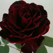 Троянда Блек Баккара