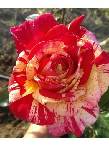 роза чайна Броселианд