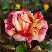 Троянда чайна Броселіанд