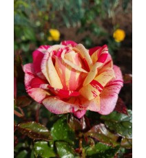 роза чайна Броселианд