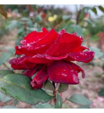 роза чайна Баркароле