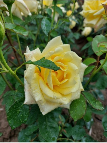 роза чайная Ландора