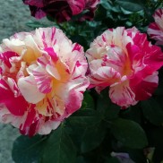 троянда Maurice Utrillo