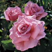 Троянда чайна Парфум де Ліберті