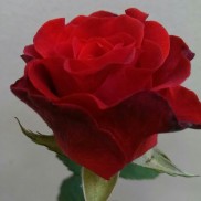 Троянда Ель Торо