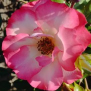 роза флорибунда Betty Boop