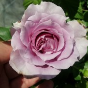 троянда Novalis