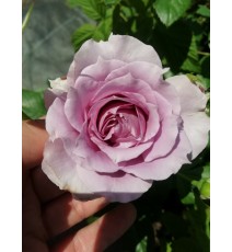 роза флорибунда Novalis