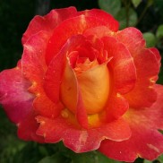 Троянда Lustige