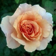 Троянда чайна Пако Рабан