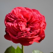 Троянда Піано