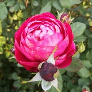 троянда Bicentenaire de Guillot