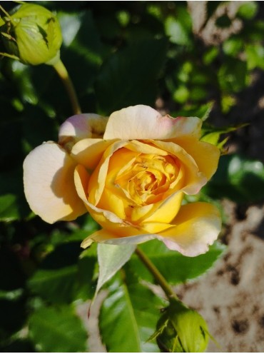 роза шраб Golden Zest