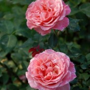 троянда шраб Laurent Cabrol