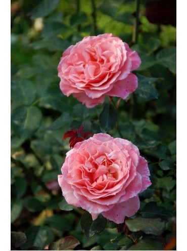 Троянда Лоран Каброль
